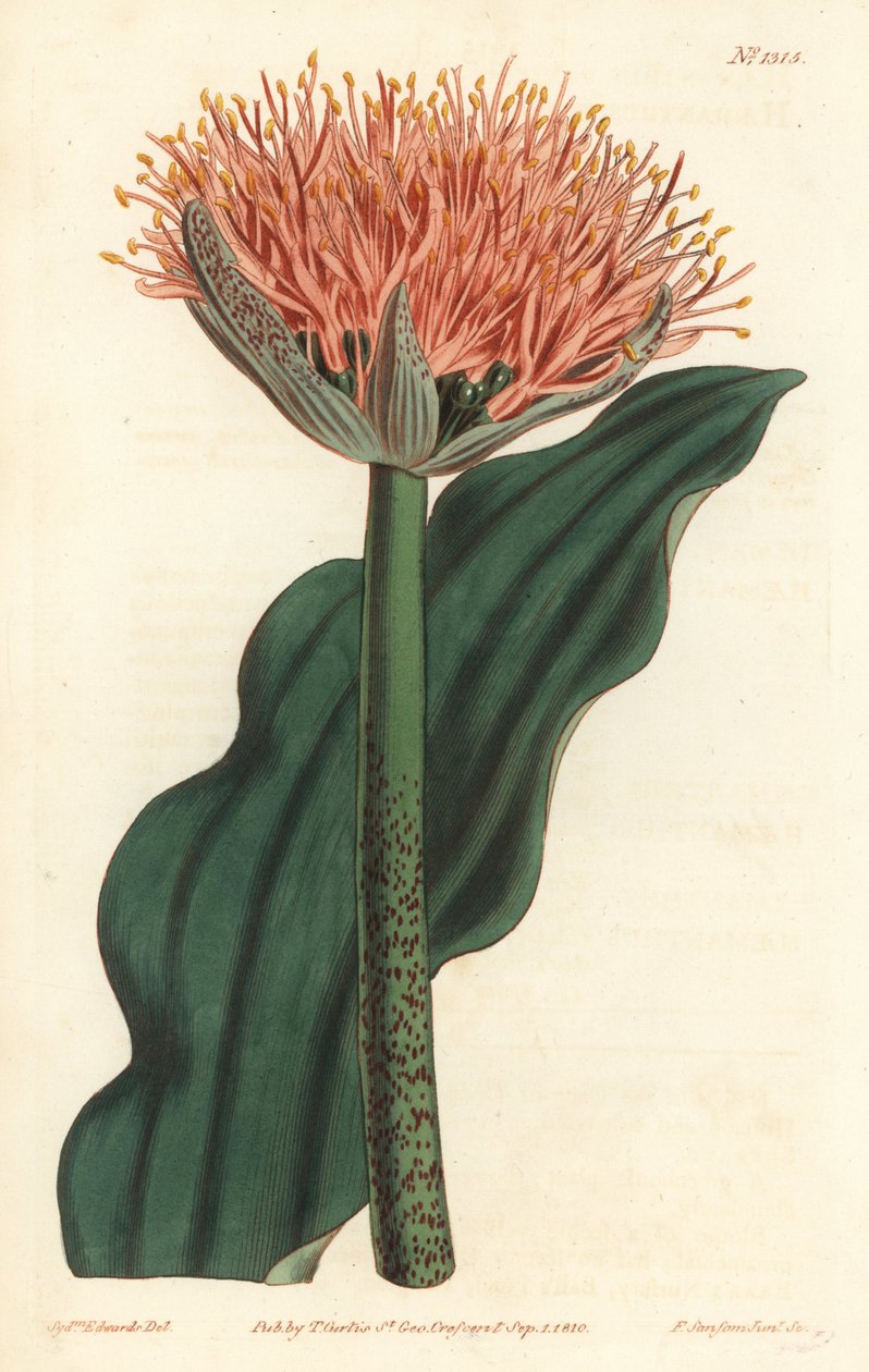 Sivellin lilja, Scadoxus puniceus (Aaltokukka, Haemanthus puniceus). F. Sansom Jr.:n käsinvärinen kuparikaiverrus Sydenham Edwardsin kuvituksen jälkeen William Curtisin kasvitieteellisestä lehdestä, T. Curtis, Lontoo tekijältä Sydenham Teast Edwards