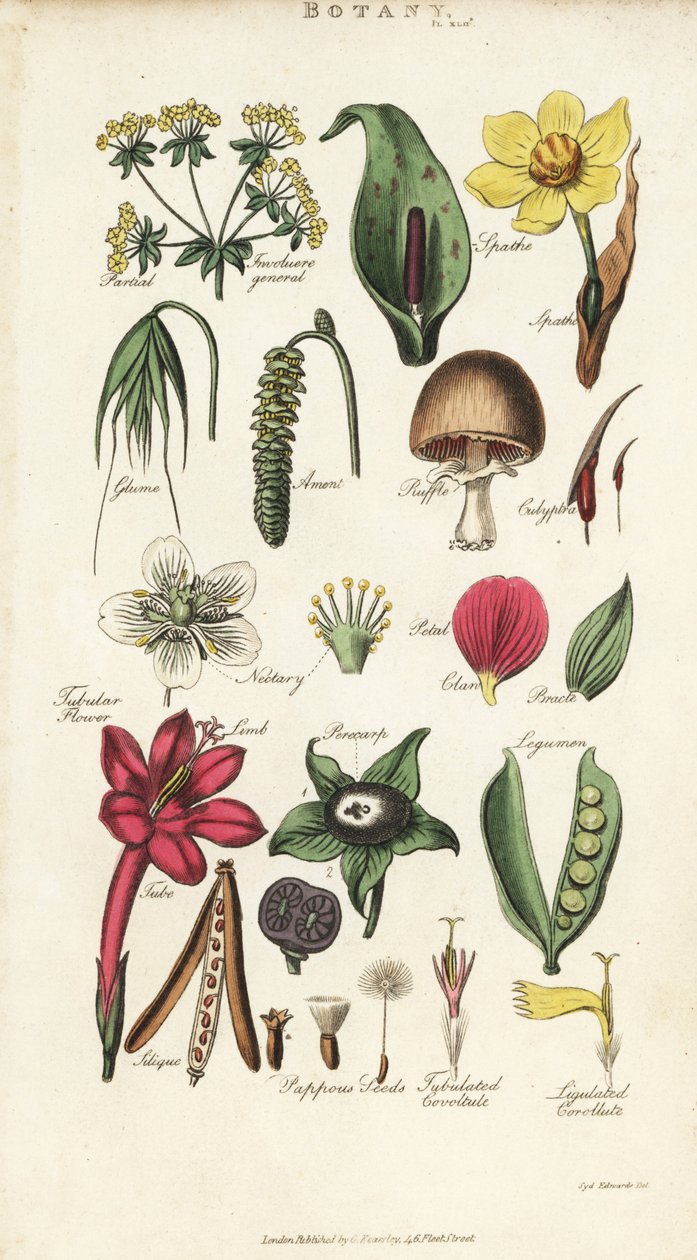 Kukkien osat, mukaan lukien terälehti, nektaari, liima, siemenet, spathe, bracte, palkokasvit jne. Käsinvärinen kuparikaiverrus Sydenham Edwardsin mukaan John Mason Goodin Pantologiasta, New Encyclopediasta, G. Kearsley, Lontoo tekijältä Sydenham Teast Edwards