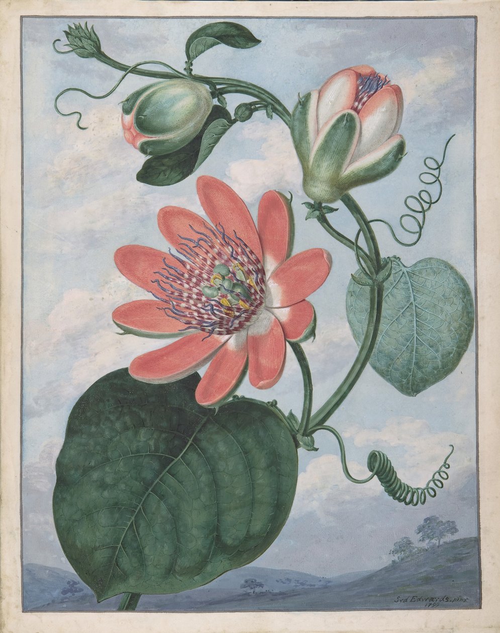 Passion Flower, 1799. tekijältä Sydenham Teast Edwards