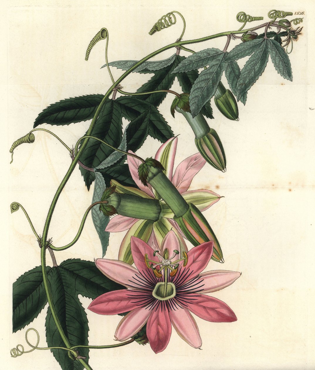 Passion Variete - Poro poro, Passiflora pinnatistipula (Mrs. Marryat