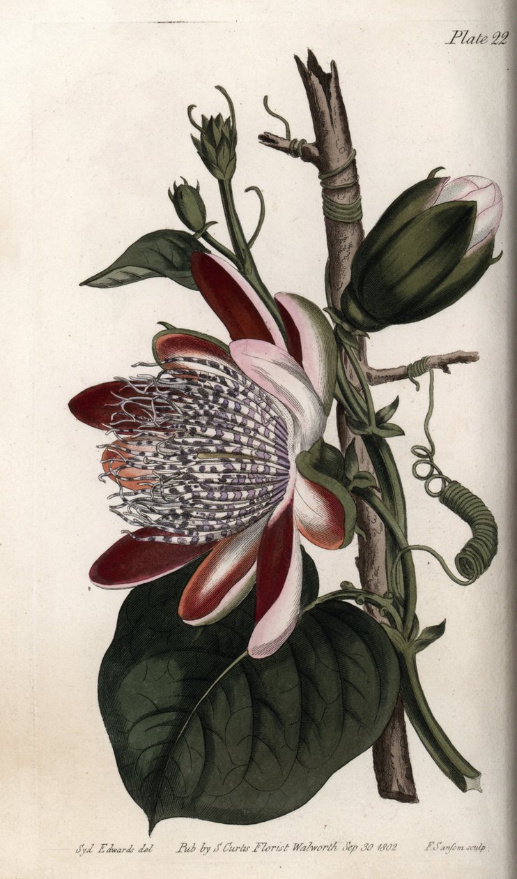 Passionflower, silmu ja kukka. Värillinen kuparikaiverrus, Sydenham Edwardsin (1768-1819) kuvitus Lambethin kasvitieteellisen puutarhan kasvitieteellinen puutarha (Englanti) tekijältä Sydenham Teast Edwards