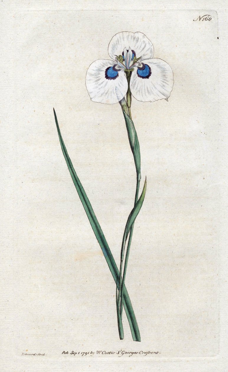 Peacock Iris - Sydenham Edwardsin (1768-1819) litografia, levy William Curtis