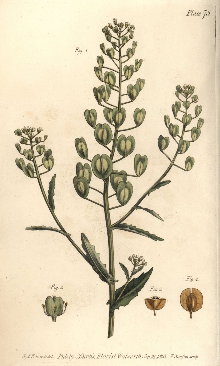Pennycress, Thlaspi arvense, Siliculosa. F. Sansomin käsinvärinen kuparikaiverrus Sydenham Edwardsin kasvitieteellisestä kuvituksesta William Curtisin kasvitieteen luentoihin, sellaisena kuin se on toimitettu Lambethin kasvitieteellisessä puutarhassa tekijältä Sydenham Teast Edwards