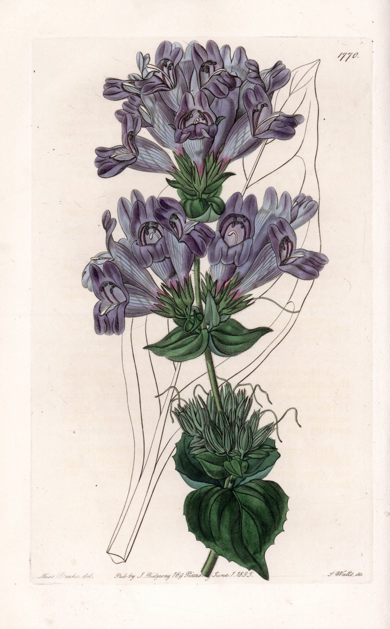 Penstemon Variete - S.Wattsin kaivertama levy Sarah Anne Draken (1803-1857) kuvituksesta, Englannin Sydenham Edwardsin (1768-1819) kasvitieteellisestä rekisteristä tekijältä Sydenham Teast Edwards