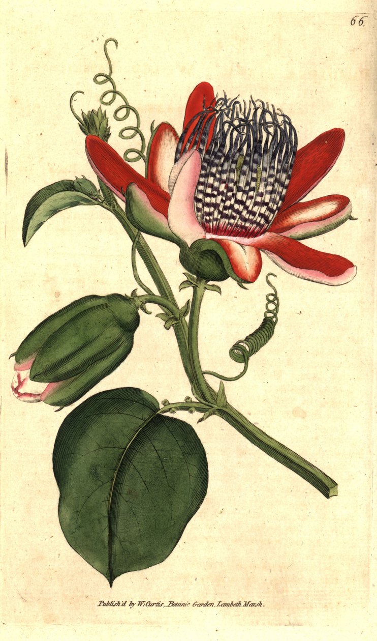 Perfumee grenadilla (tai refresco maracuja) – (Siivekäs passionkukka, Passiflora alata. Käsinvärinen kuparikaiverrus James Sowerbyn kasvitieteellisen kuvituksen jälkeen William Curtisin The Botanical Magazinesta, Lambeth Marsh, Lontoo tekijältä Sydenham Teast Edwards