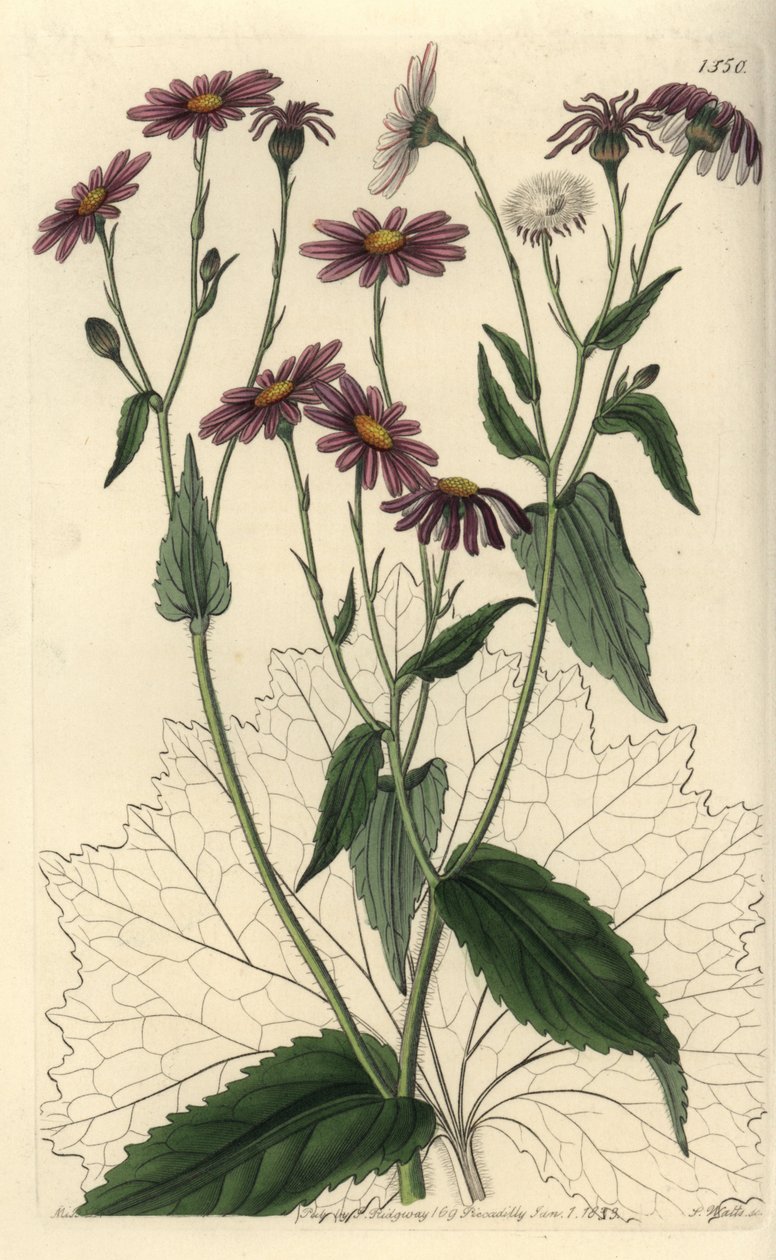 Pericallis tussilaginis (Senecio tussilaginis). S. Wattsin käsinvärinen kuparikaiverrus Miss Sarah Draken kuvituksen jälkeen Sydenham Edwardsin kasvitieteellisestä rekisteristä, Ridgeway, Lontoo tekijältä Sydenham Teast Edwards