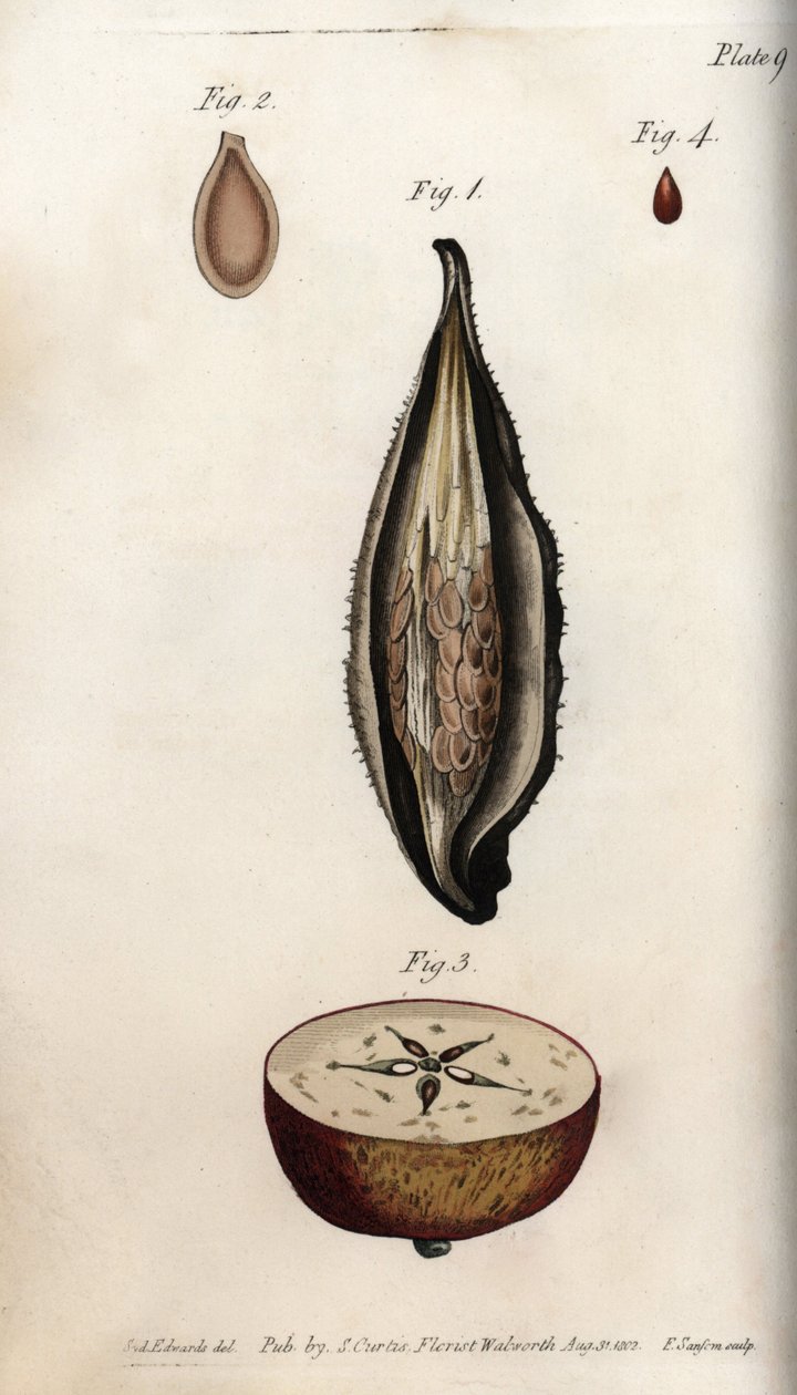 Papukaijan ruohon (tai vanun) perikarpi ja osa kotimaisen omenapuun hedelmästä Värillinen kuparikaiverrus, Sydenham Edwardsin (1768-1819) kuvitus kasvitieteellisille konferensseille, Lambethin kasvitieteellinen puutarha, Englanti tekijältä Sydenham Teast Edwards