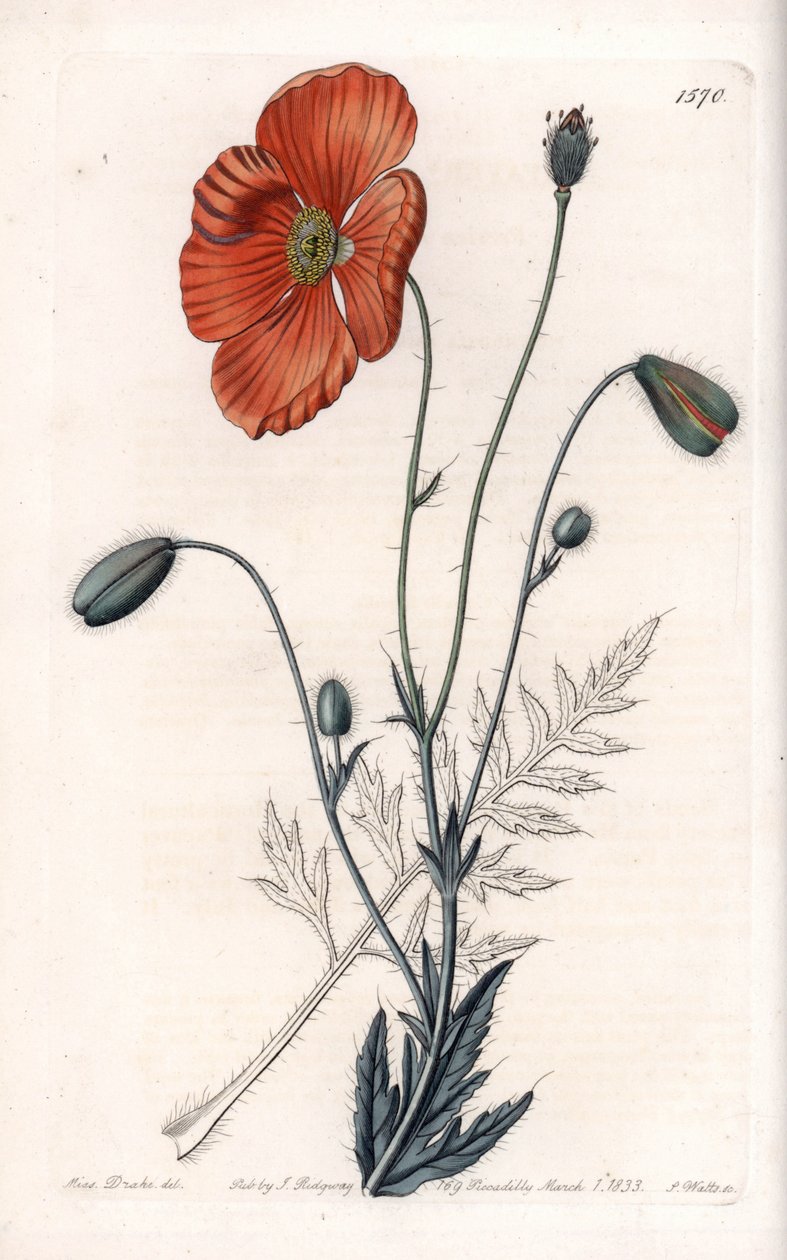 Persian Poppy Variete - Kaiverrus S.Watts, Sarah Anne Draken (1803-1857) kuvituksesta, Englannin Sydenham Edwardsin (1768-1819) kasvitieteellisestä rekisteristä tekijältä Sydenham Teast Edwards