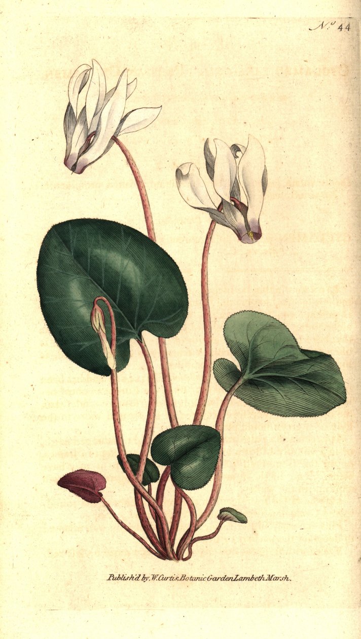 Persialainen syklaami tai syklameni kukkakaupat - persialainen syklaami, Cyclamen persicum. Käsinvärinen kuparikaiverrus James Sowerbyn kasvitieteellisen kuvituksen mukaan William Curtisin The Botanical Magazinesta, Lambeth Marsh, Lontoo tekijältä Sydenham Teast Edwards