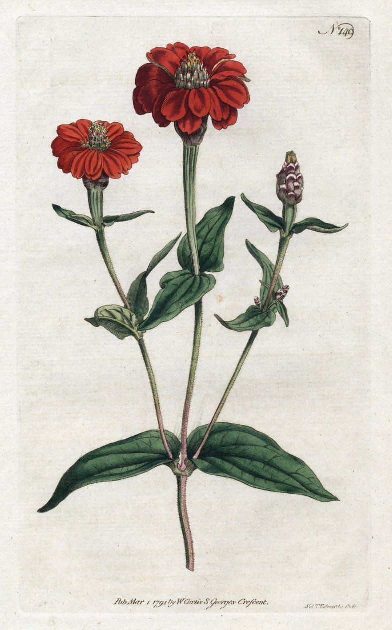 Perun zinnia tai bresine - Sydenham Edwardsin (1768-1819) litografia, William Curtisin (1746-1799) kasvitieteellinen aikakauslehti tekijältä Sydenham Teast Edwards