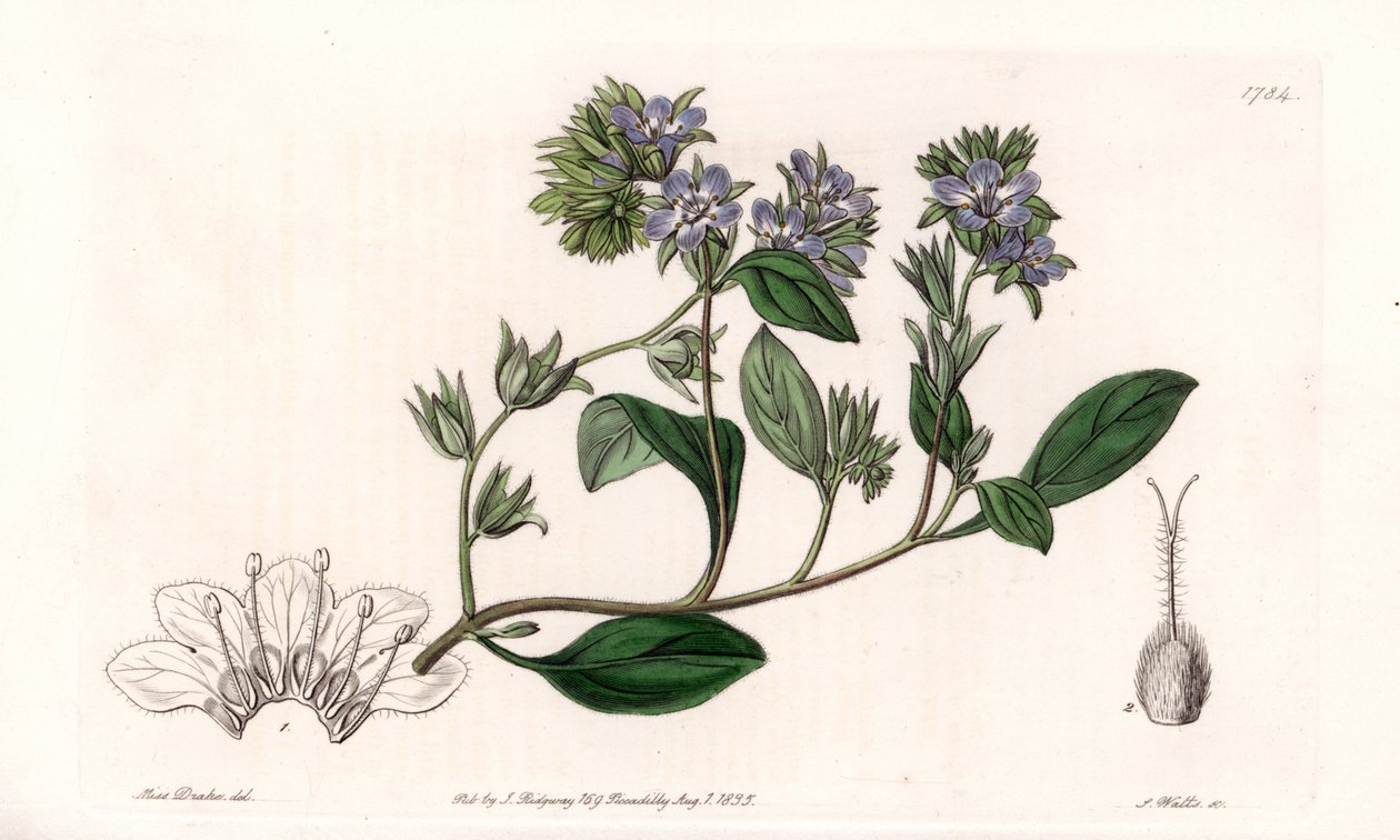 Phacelia, Kalifornian endeeminen - Kaiverrus S.Watts, Sarah Anne Draken (1803-1857) kuvituksesta, Englannin Sydenham Edwardsin (1768-1819) kasvitieteellisestä rekisteristä tekijältä Sydenham Teast Edwards