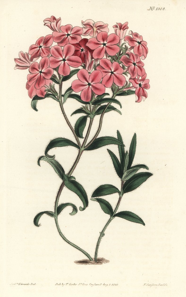 Phlox de la Caroline tai Jaume Saint Hilaire - Fraserin karvainen floksi, Phlox amoena. F. Sansom Jr.:n käsinvärinen kuparikaiverrus Sydenham Edwardsin kuvituksen jälkeen William Curtisin kasvitieteellisestä lehdestä, T. Curtis, Lontoo tekijältä Sydenham Teast Edwards