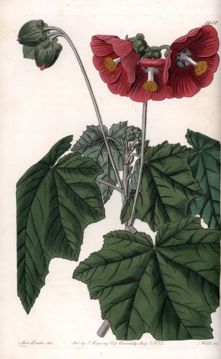 Phymosia variete, punaiset kukat, kotoisin Meksikosta - Kaiverrus S. Watts, Sarah Anne Draken (1803-1857) kuvituksesta, Englannin Sydenham Edwardsin (1768-1819) kasvitieteellisestä rekisteristä tekijältä Sydenham Teast Edwards