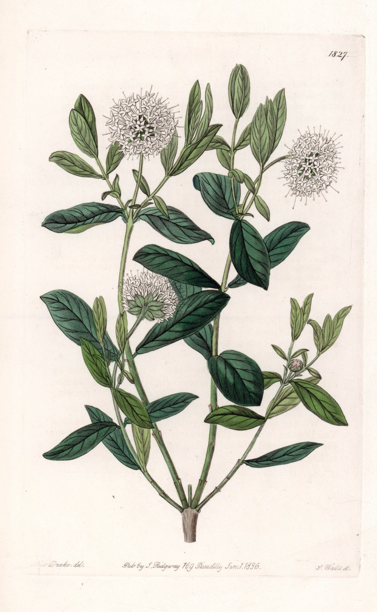 Pimelea Variete - S.Wattsin kaivertama levy Sarah Anne Draken (1803-1857) kuvituksesta, Englannin Sydenham Edwardsin (1768-1819) kasvitieteellisestä rekisteristä tekijältä Sydenham Teast Edwards