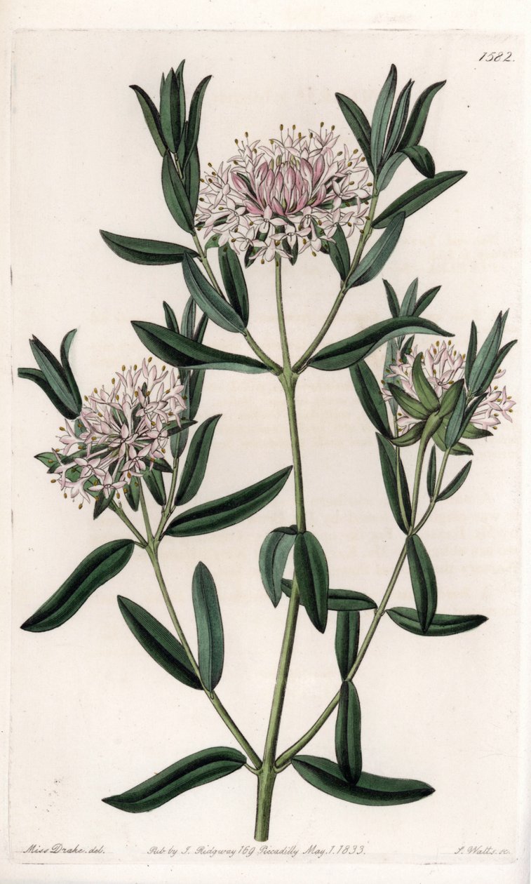 Pimelea sylvestris, kotoisin Australiasta - Kaiverrus S.Watts, Sarah Anne Draken (1803-1857) kuvituksesta, Englannin Sydenham Edwardsin (1768-1819) kasvitieteellisestä rekisteristä tekijältä Sydenham Teast Edwards