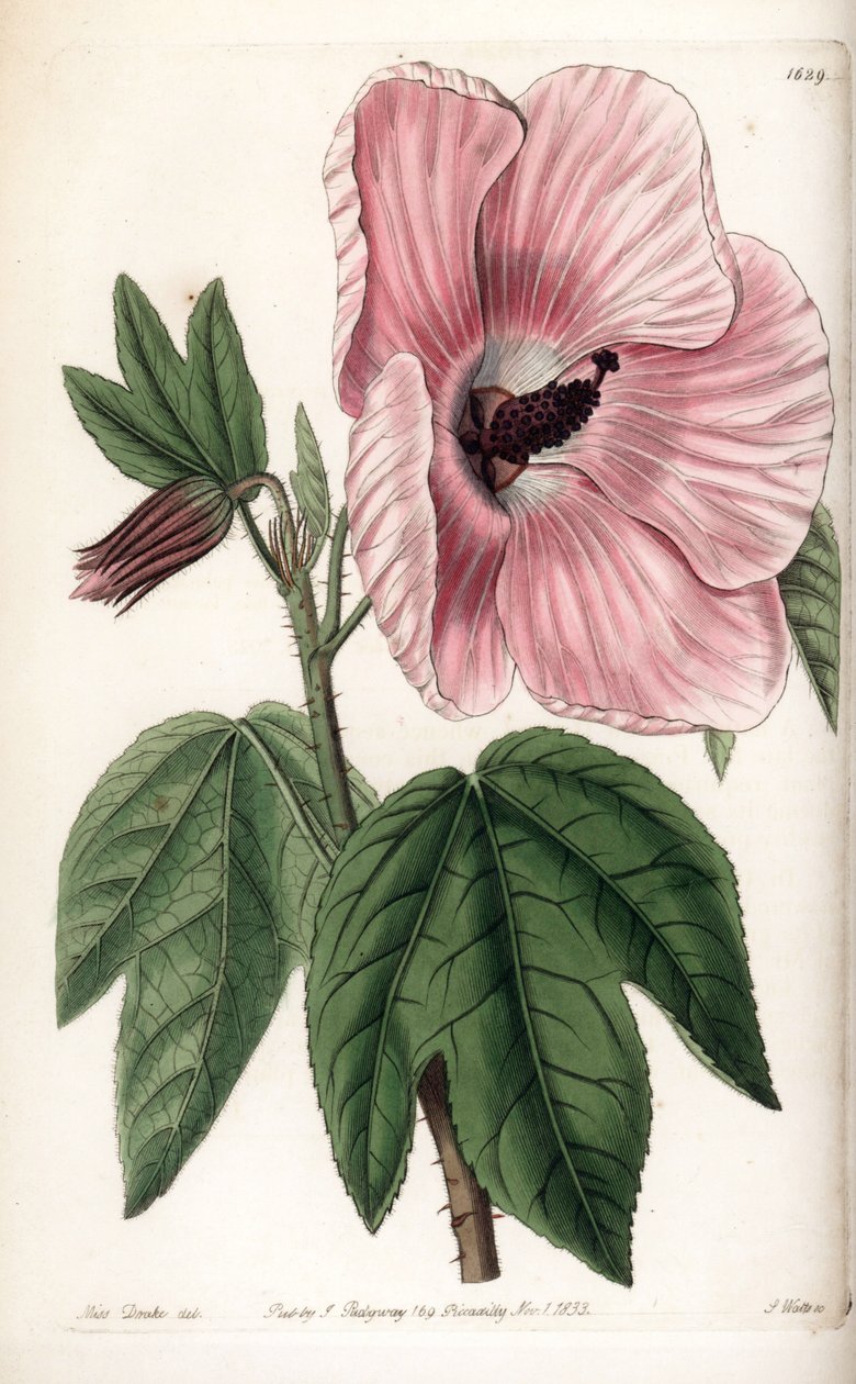 Pink Hibiscus - S.Wattsin kaivertama lautanen, Sarah Anne Draken (1803-1857) kuvituksesta, Englannin Sydenham Edwardsin (1768-1819) kasvitieteellisestä rekisteristä tekijältä Sydenham Teast Edwards