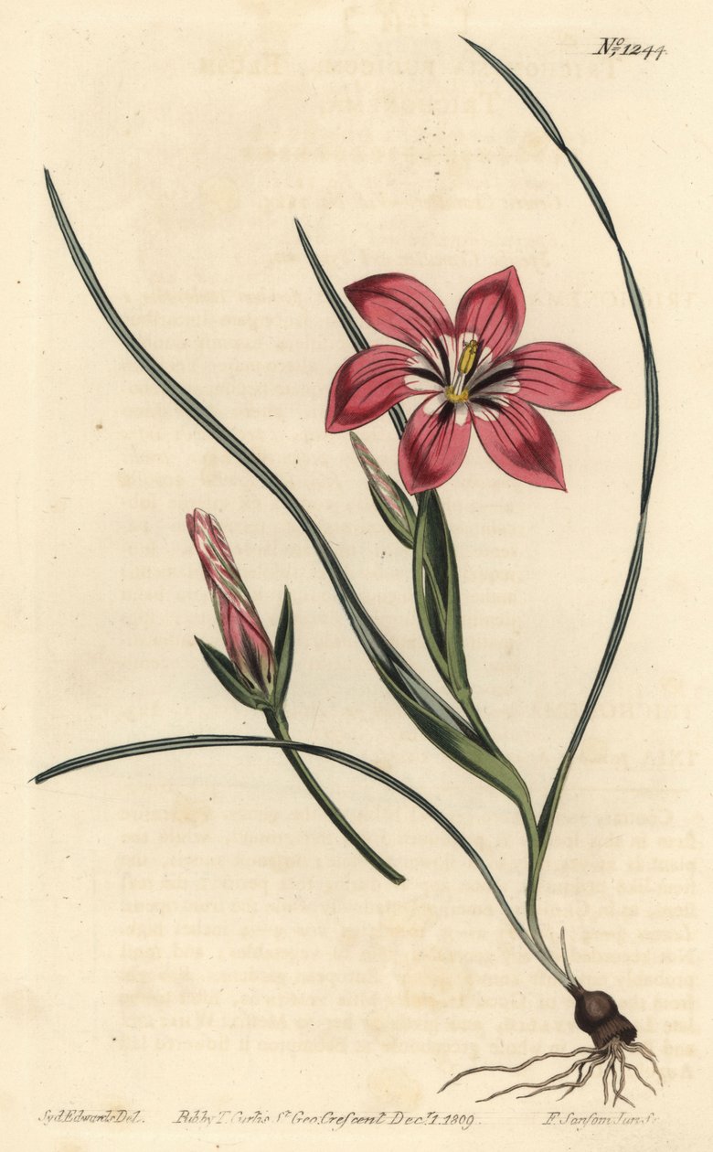 Vaaleanpunainen froetang, Romulea flava (Blush trichonema, Trichonema pudicum). F. Sansom Jr.:n käsinvärinen kuparikaiverrus Sydenham Edwardsin kuvituksen jälkeen William Curtisin kasvitieteellisestä lehdestä, T. Curtis, Lontoo tekijältä Sydenham Teast Edwards
