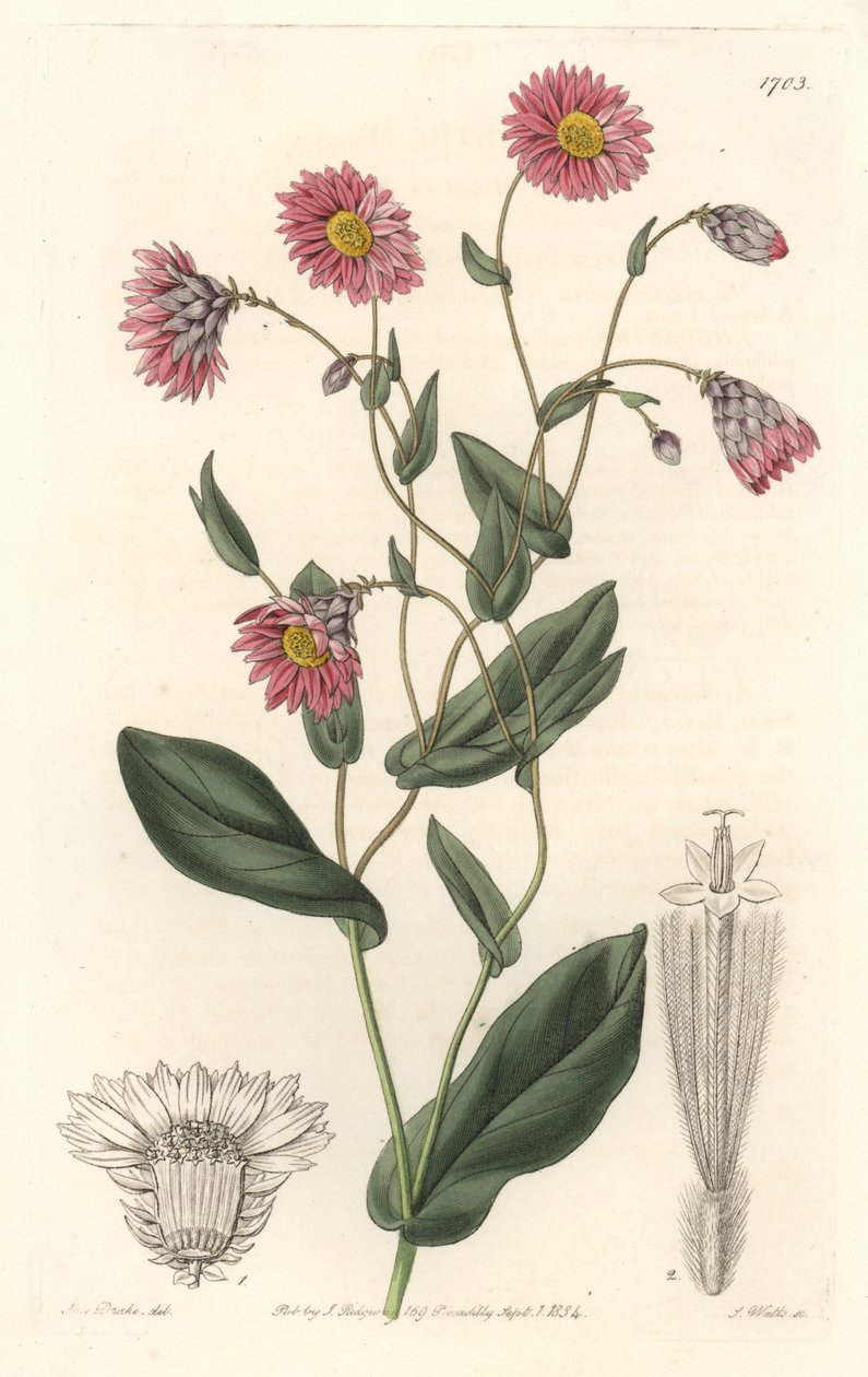 Vaaleanpunainen rhodanthe, kotoisin Australiasta - S. Watts voimakasta vettä Sarah Anne Draken (1803-1857) kuvituksesta kasvitieteellisestä rekisteristä tekijältä Sydenham Teast Edwards