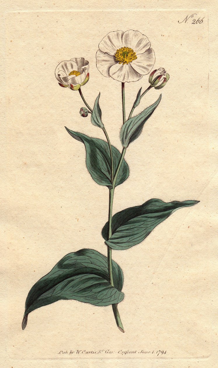 Plantain lehtileinikukki valkoisilla kukilla ja keltaisella sydämellä. Plantain-lehtinen varisjalka, jossa valkoiset kukat ja keltainen silmä. Ranunculus amplexicaulis. Käsinvärinen kuparikaiverrus Sydenham Edwardsin kasvitieteellisestä kuvituksesta Willia tekijältä Sydenham Teast Edwards
