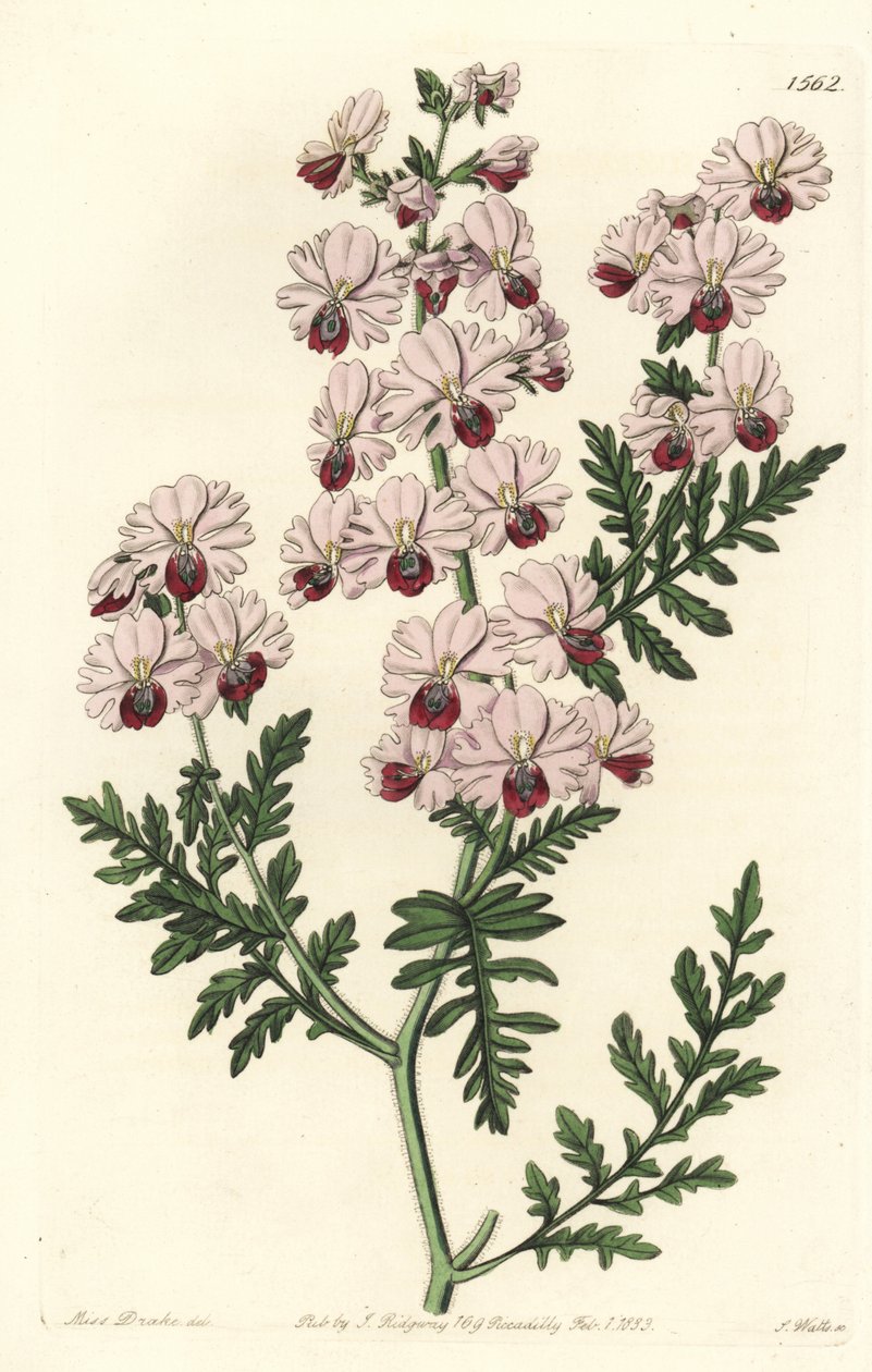 Köyhän miehen orkidea, Pinnated schizanthus kääpiölajike, Schizanthus pinnatus humilis. S. Wattsin käsinvärinen kuparikaiverrus Miss Sarah Draken kuvituksen jälkeen Sydenham Edwardsin kasvitieteellisestä rekisteristä, Ridgeway, Lontoo tekijältä Sydenham Teast Edwards