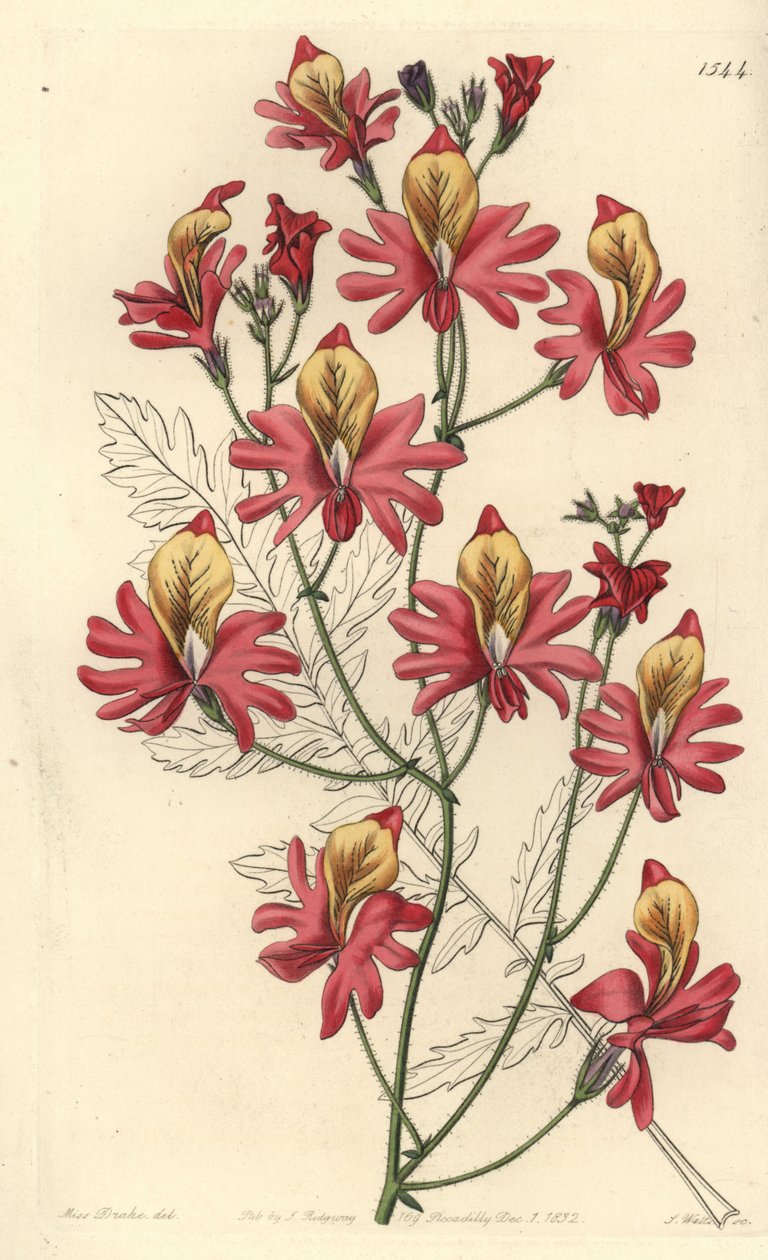 Köyhän miehen orkidea, Schizanthus grahamii (Blunt-petalled schizanthus, Schizanthus retusus). S. Wattsin käsin tekemä kuparikaiverrus neiti Sarah Draken kuvituksen mukaan Sydenham Edwardsin kasvitieteellisestä rekisteristä, Ridgeway, Lontoo. tekijältä Sydenham Teast Edwards