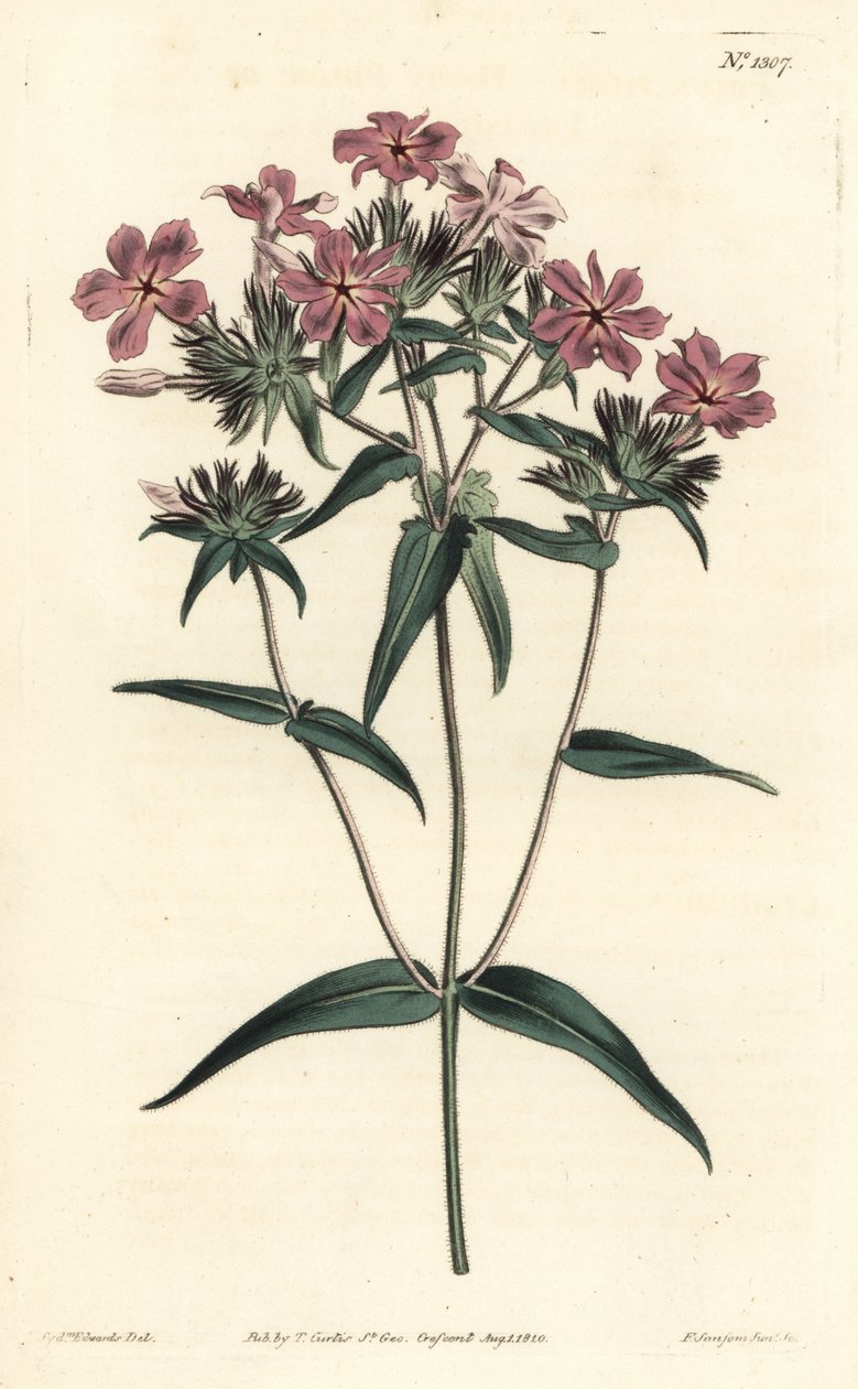 Prairie Phlox - Karvainen floksi tai lychnidea, Phlox pilosa. F. Sansom Jr.:n käsinvärinen kuparikaiverrus Sydenham Edwardsin kuvituksen jälkeen William Curtisin kasvitieteellisestä lehdestä, T. Curtis, Lontoo tekijältä Sydenham Teast Edwards
