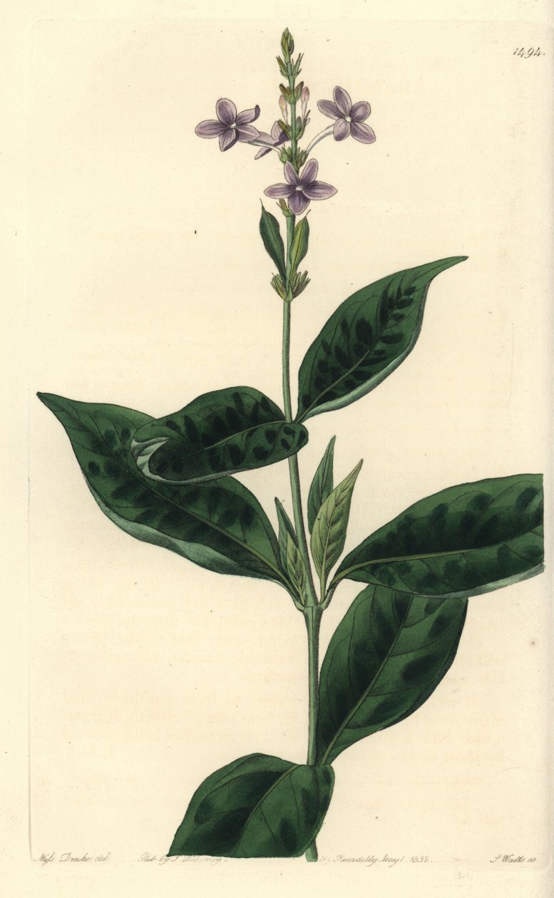 Pseuderanthemum faecundum (Ever-blowing eranthemum, Eranthemum faecundum). S. Wattsin käsinvärinen kuparikaiverrus Miss Sarah Draken kuvituksen jälkeen Sydenham Edwardsin kasvitieteellisestä rekisteristä, Ridgeway, Lontoo tekijältä Sydenham Teast Edwards