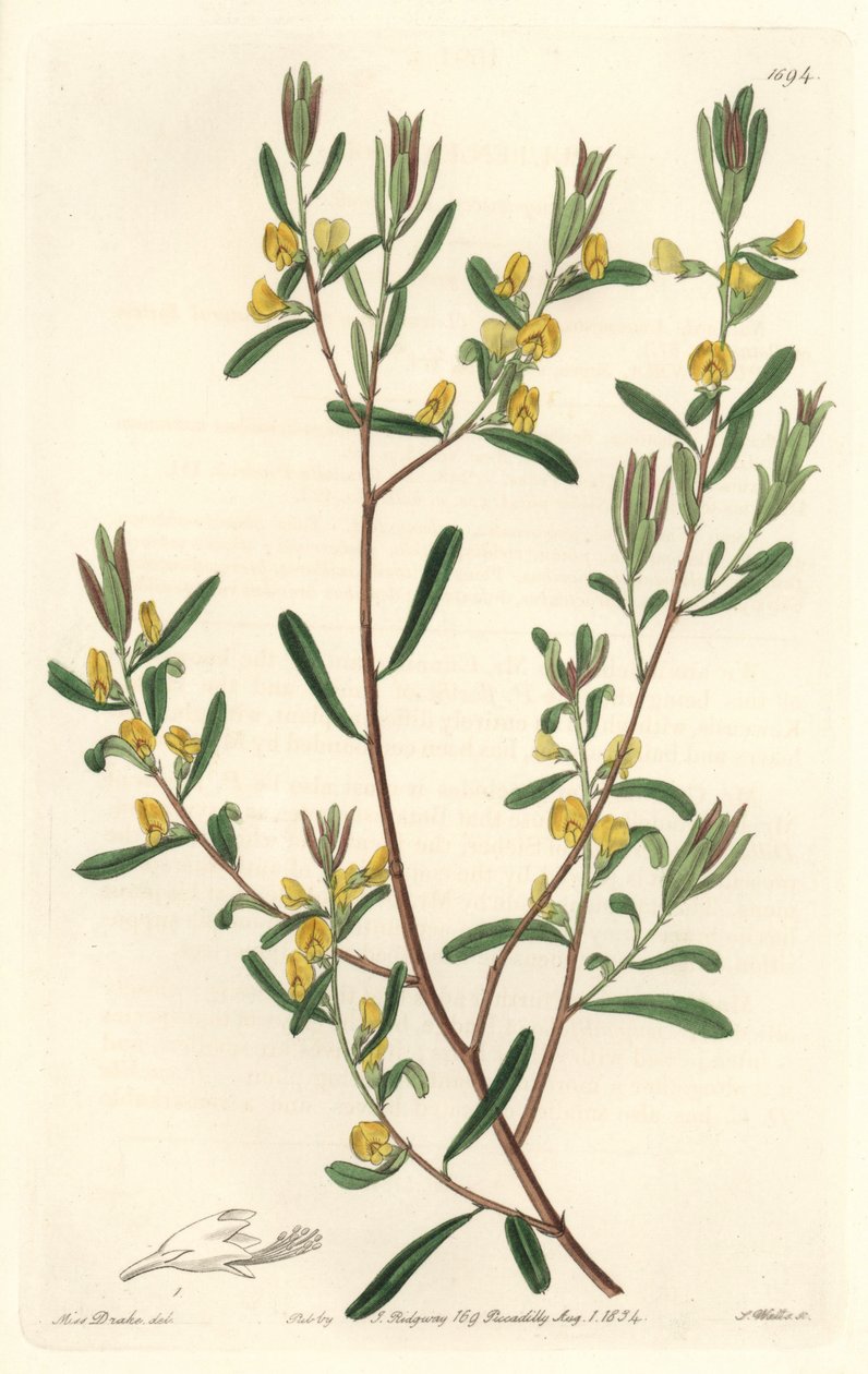 Pultanea flexilis, kotoisin Australiasta - S. Watts voimakasta vettä Sarah Anne Draken (1803-1857) kuvituksesta kasvitieteellisestä rekisteristä tekijältä Sydenham Teast Edwards