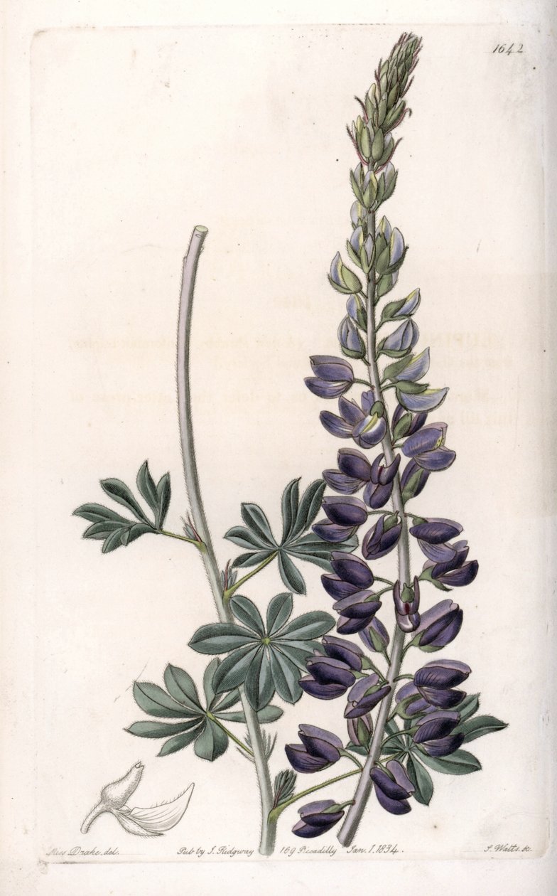 Purple Lupin Variete - Kaiverrus S.Watts, Sarah Anne Draken (1803-1857) kuvituksesta, Englannin Sydenham Edwardsin (1768-1819) kasvitieteellisestä rekisteristä tekijältä Sydenham Teast Edwards