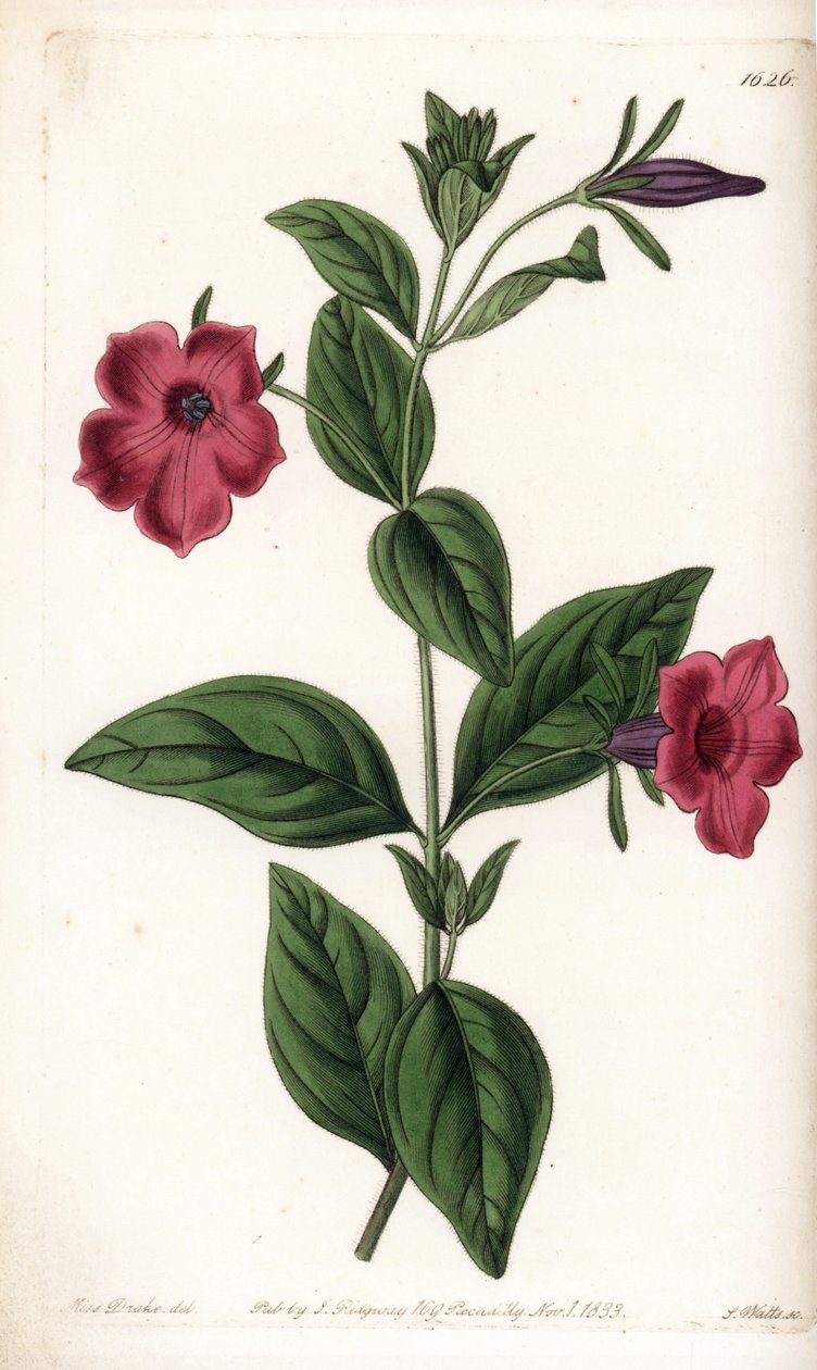 Purppurakukkapetunia - S.Wattsin kaivertama levy Sarah Anne Draken (1803-1857) kuvituksesta, Englannin Sydenham Edwardsin (1768-1819) kasvitieteellisestä rekisteristä tekijältä Sydenham Teast Edwards