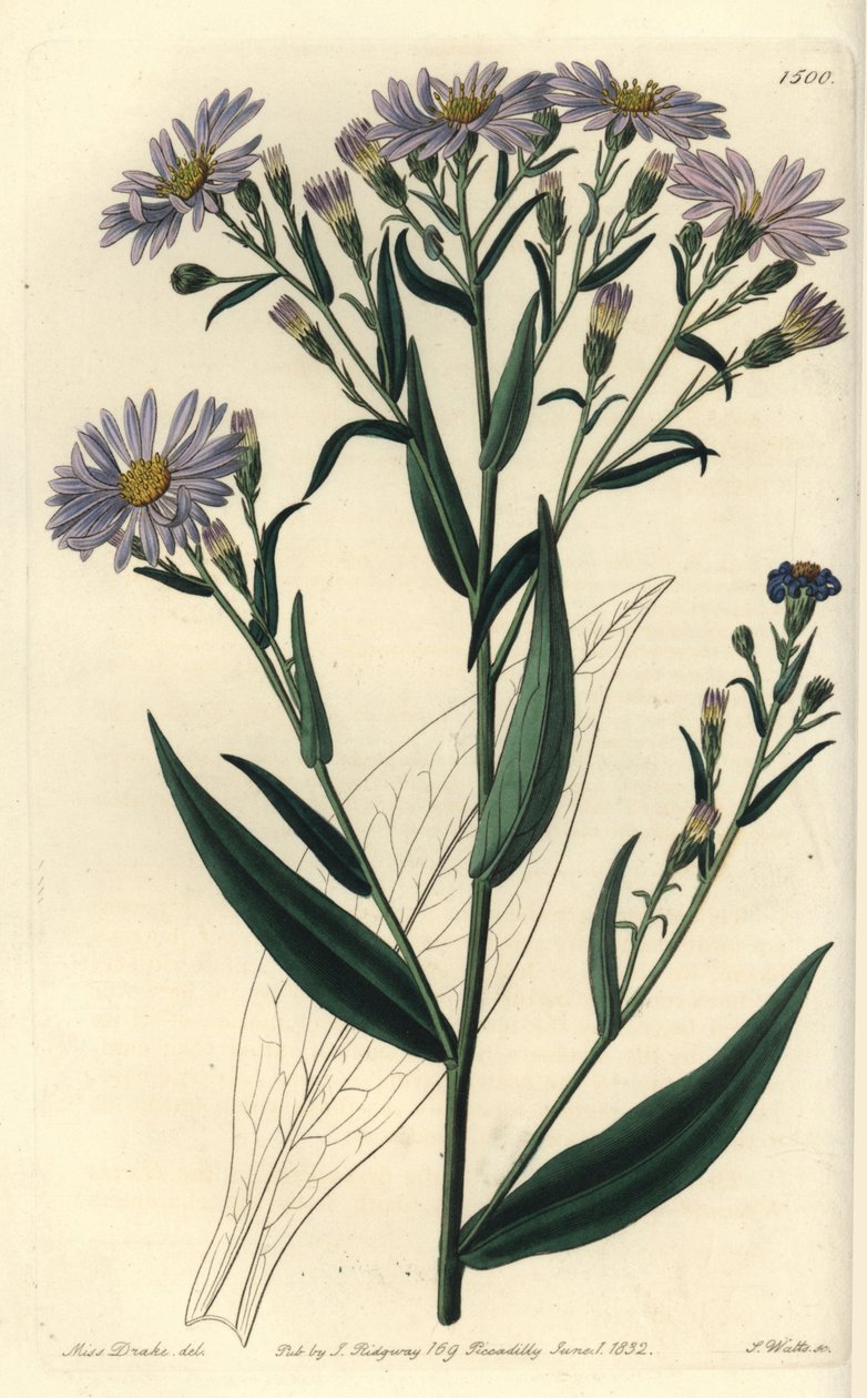 Purppurakukkainen asterilajike - Symphyotrichum laeve (Smooth aster, Aster laevis). S. Wattsin käsinvärinen kuparikaiverrus Miss Sarah Draken kuvituksen jälkeen Sydenham Edwardsin kasvitieteellisestä rekisteristä, Ridgeway, Lontoo tekijältä Sydenham Teast Edwards