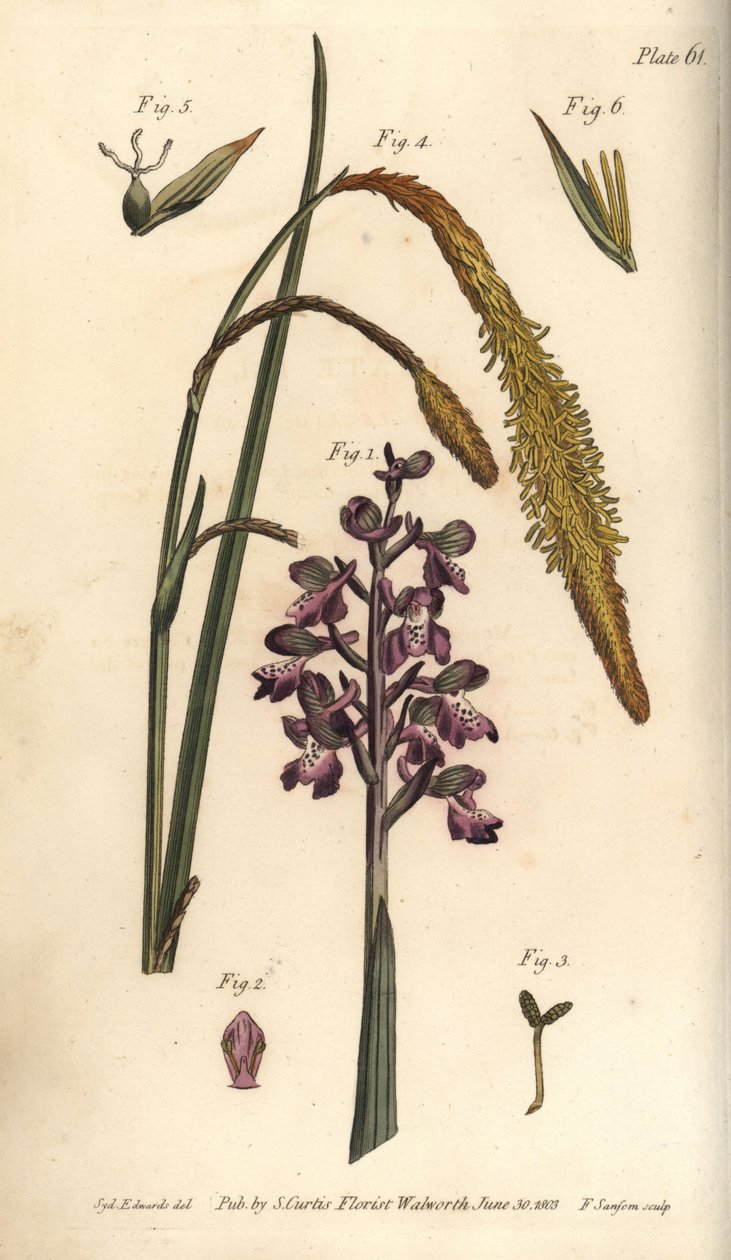 Purppura orkidea, urosorkidea, Gynandria tekijältä Sydenham Teast Edwards