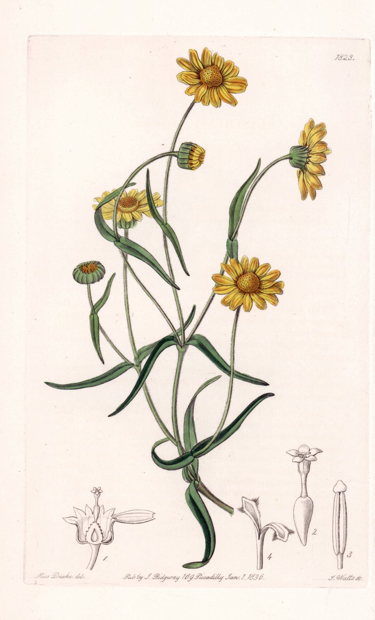 Kalifornian kuningatar Daisy - Kaiverrus S.Watts, Sarah Anne Draken (1803-1857) kuvituksesta, Englannin Sydenham Edwardsin (1768-1819) kasvitieteellisestä rekisteristä tekijältä Sydenham Teast Edwards