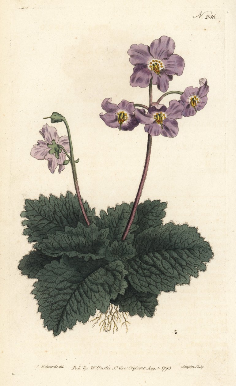 Pyreneiden Ramondy (tai ramonde) - Pyreneiden violetti, Ramonda myconi (Borage-Lev