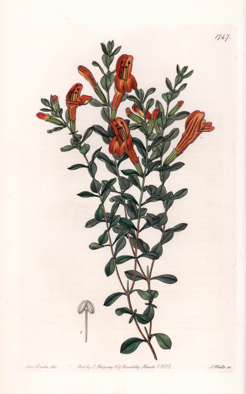 Red Clinopode Variete - Kaiverrus S. Watts, Sarah Anne Draken (1803-1857) kuvituksesta, Englannin Sydenham Edwardsin (1768-1819) kasvitieteellisestä rekisteristä tekijältä Sydenham Teast Edwards