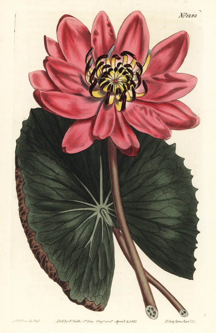 Red Lotus - Punakukkainen lumpeen, Nymphaea rubra. F. Sansom Jr.:n käsinvärinen kuparikaiverrus Sydenham Edwardsin kuvituksen jälkeen William Curtisin kasvitieteellisestä lehdestä, T. Curtis, Lontoo tekijältä Sydenham Teast Edwards