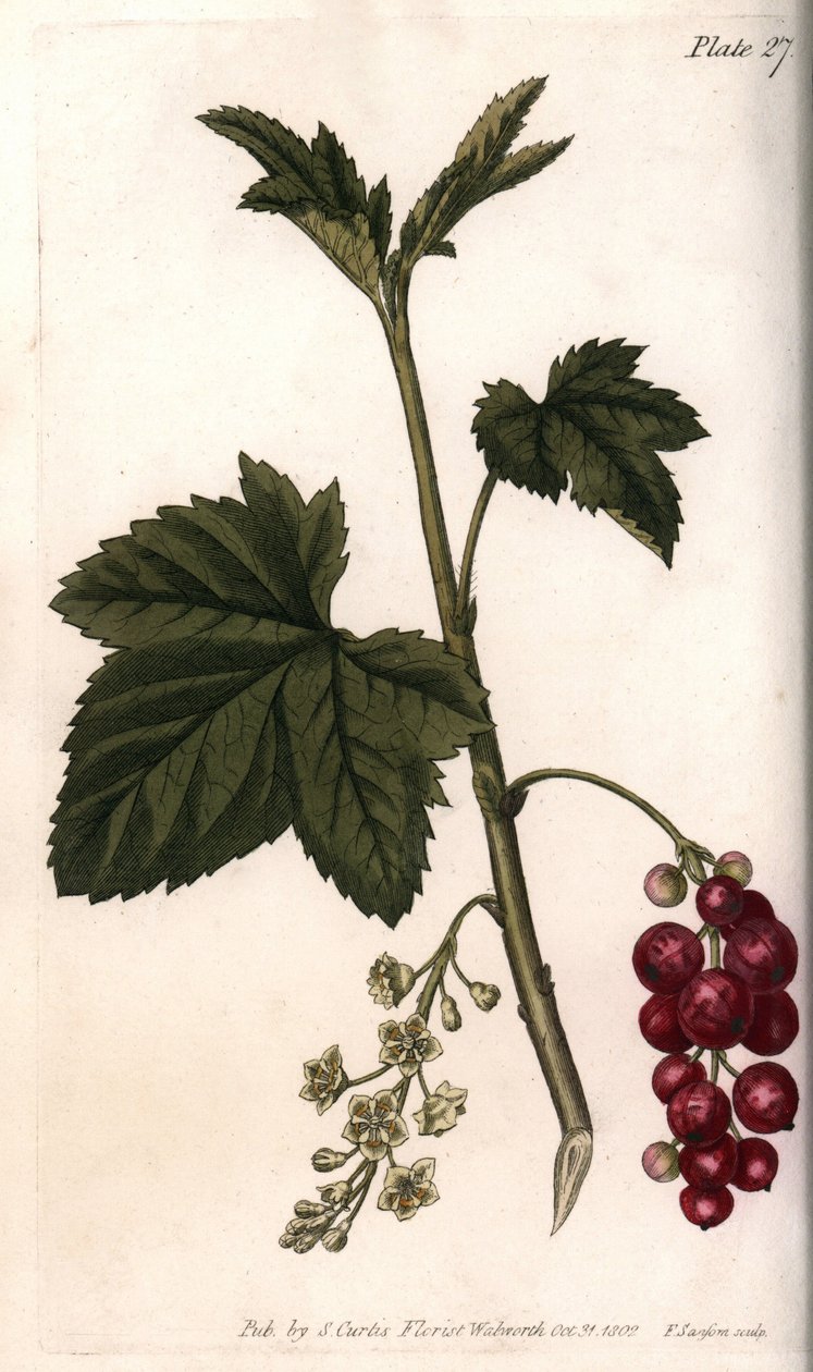 Punaherukka. Värillinen kuparikaiverrus, Sydenham Edwardsin (1768-1819) kuvitus Lambethin kasvitieteellisen puutarhan kasvitieteellinen puutarha (Englanti) tekijältä Sydenham Teast Edwards
