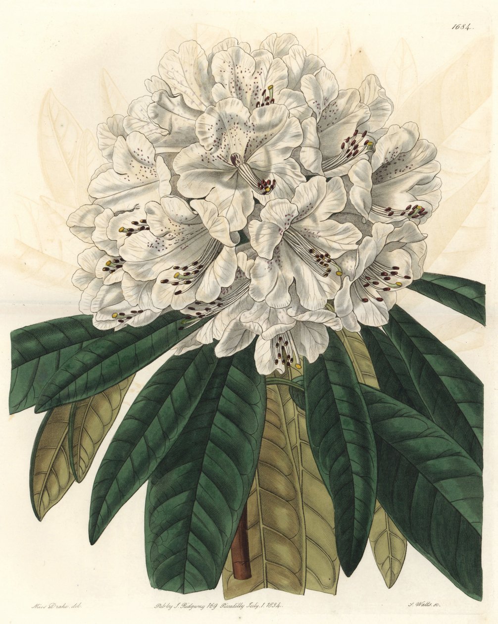 Rhododendron tai atsalee, jolla on valkoiset kukat, kotoisin Nepalista - S. Wattsin kirjoittama Water forte Sarah Anne Draken (1803-1857) kuvituksesta, Botanical Registeristä. tekijältä Sydenham Teast Edwards