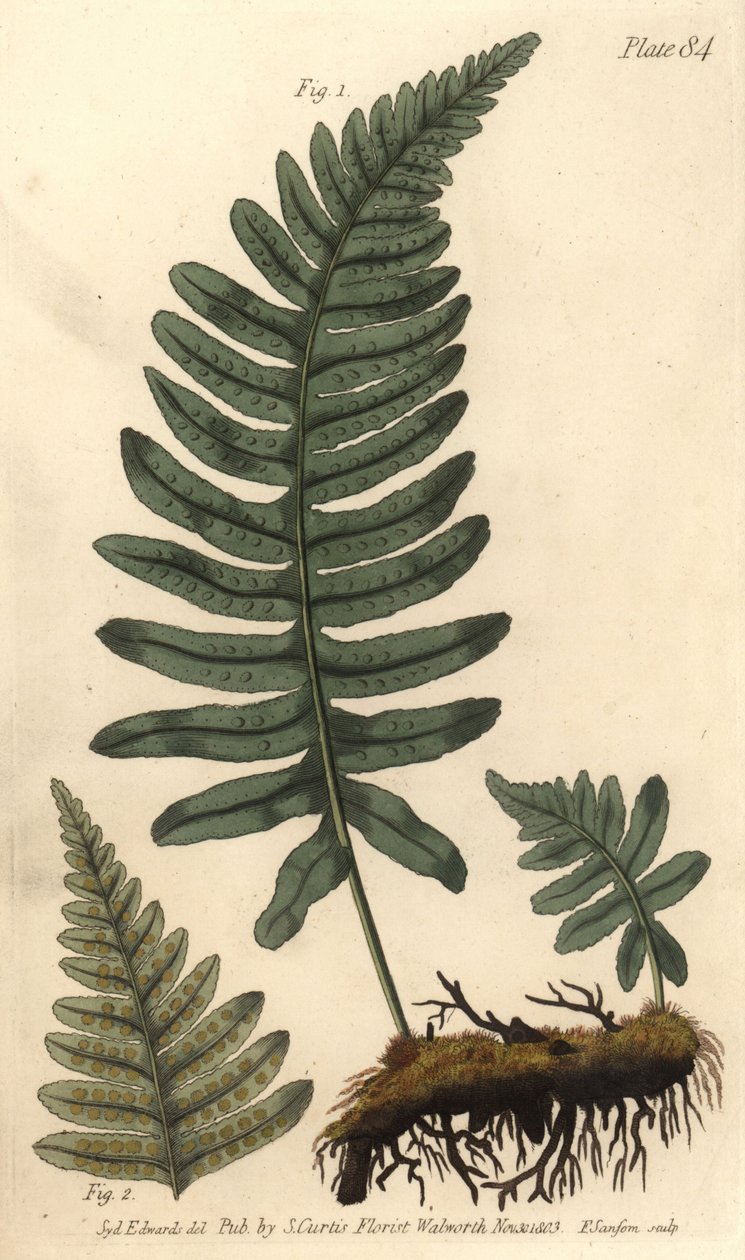 Rockcap saniainen tai polypody, Polypodium vulgare, Filices. F. Sansomin käsinvärinen kuparikaiverrus Sydenham Edwardsin kasvitieteellisestä kuvituksesta William Curtisin kasvitieteen luentoihin, sellaisena kuin se on toimitettu Lambethin kasvitieteellises tekijältä Sydenham Teast Edwards