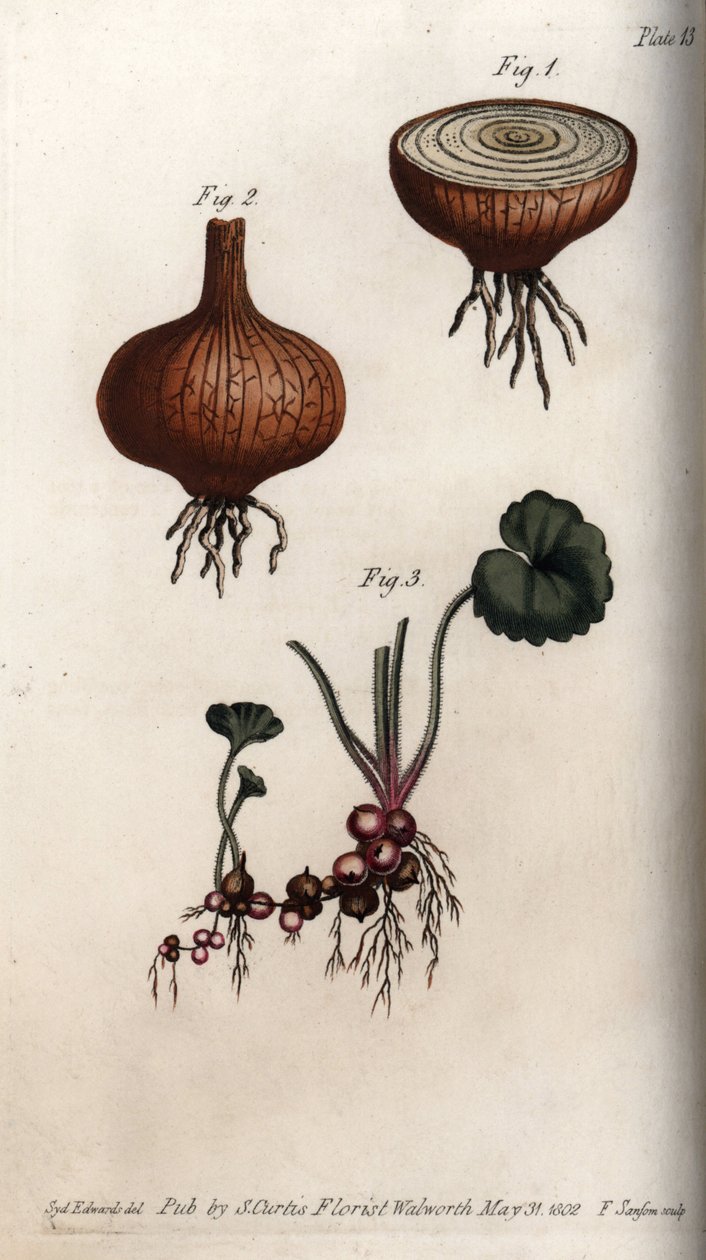 Sipulin juuret ja sipulit ja saksifrage, rakeet tai ns. sipulit. Värillinen kuparikaiverrus, Sydenham Edwardsin (1768-1819) kuvitus Lambethin kasvitieteellisen puutarhan kasvitieteellinen puutarha (Englanti) tekijältä Sydenham Teast Edwards
