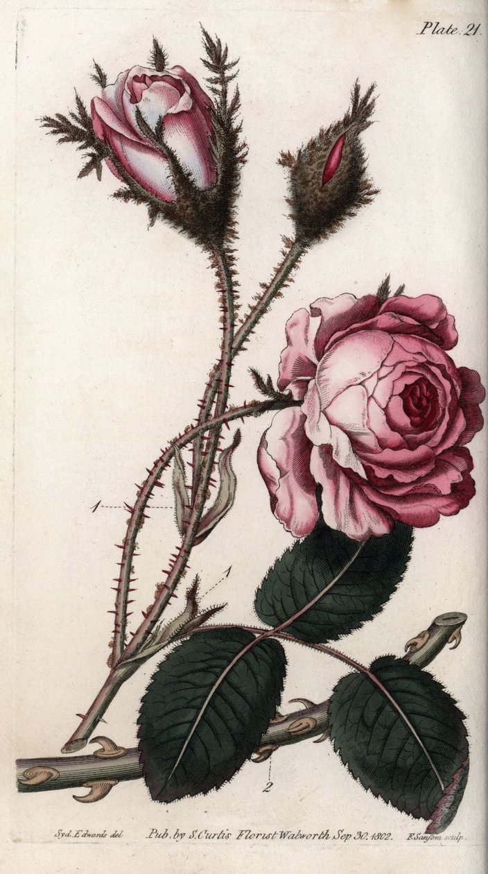 Ruusu, ruusun kukka satalehteä. Värillinen kuparikaiverrus, Sydenham Edwardsin (1768-1819) kuvitus Lambethin kasvitieteellisen puutarhan kasvitieteellinen puutarha (Englanti) tekijältä Sydenham Teast Edwards