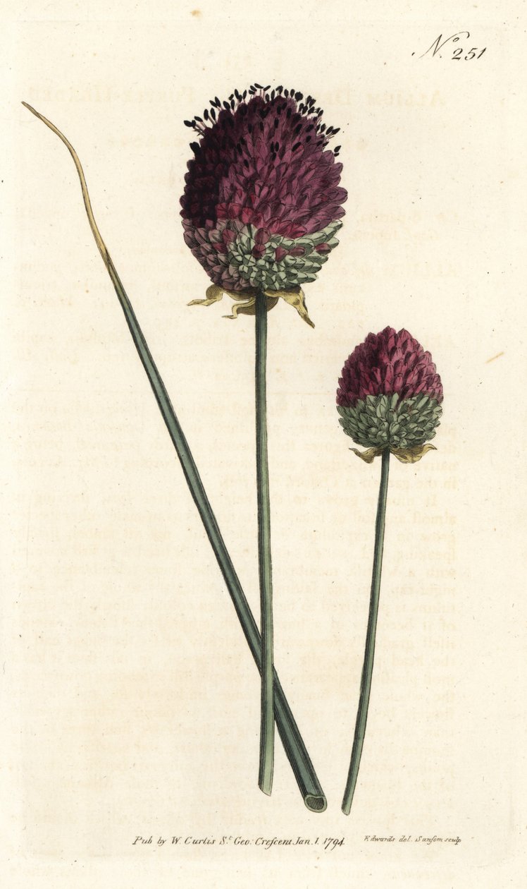 Pyöreäpäinen valkosipuli, Allium sphaerocephalon (purppurainen valkosipuli, Allium descendens). Sansomin käsinvärinen kuparikaiverrus Sydenham Edwardsin kuvituksen jälkeen William Curtisin kasvitieteellisestä lehdestä Lontoosta tekijältä Sydenham Teast Edwards