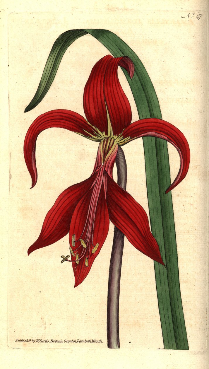 Saint James Lily - Jaakobin lilja tai atsteekkillja, Sprekelia formosissima (Jacobean amaryllis, Amaryllis formosissima). James Sowerbyn käsinvärinen kuparikaiverrus ja kasvitieteellinen kuvitus William Curtisin The Botanical Magazinesta, Lambeth Marsh, L tekijältä Sydenham Teast Edwards