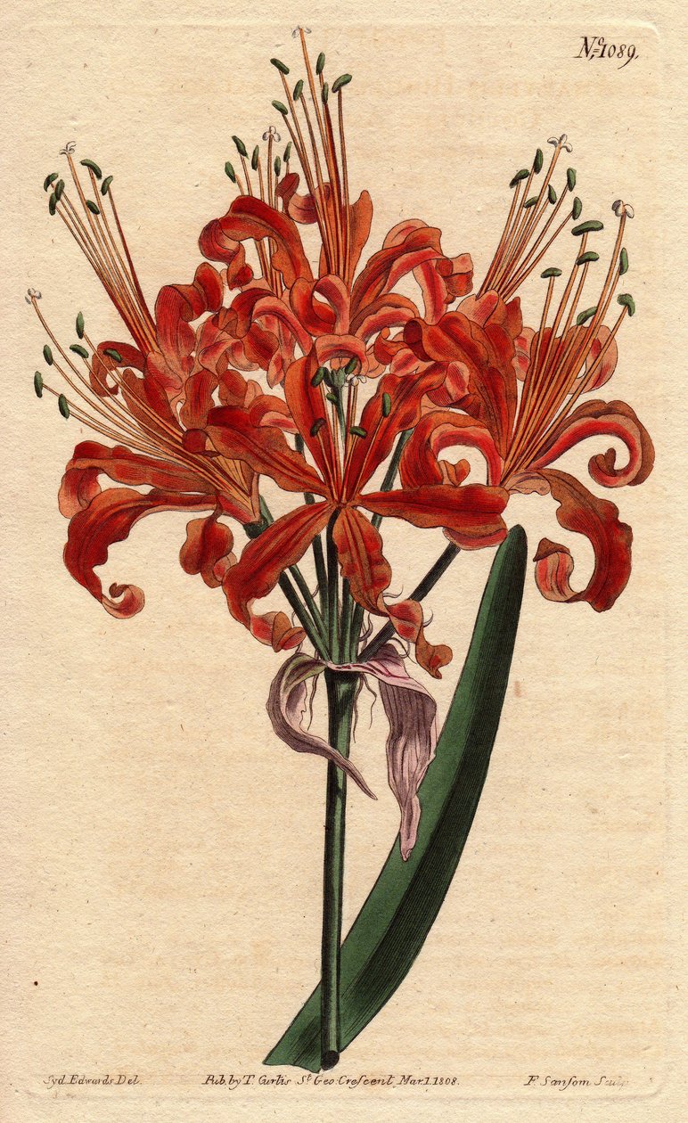 Lohenvärinen amaryllis, kihara oranssi kukka, kukkii yhdestä jalasta. Lohenvärinen amaryllis, jonka kiharat oranssit kukat kukkivat yhdestä varresta. Amaryllis nöyryyttää. Käsinvärinen kuparikaiverrus kasvitieteellisestä kuvituksesta tekijältä Sydenham Teast Edwards