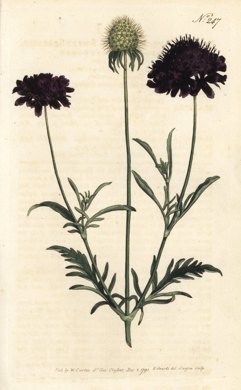 Puutarhojen syyhy - Scabiosa atropurpurea. Sansomin käsinvärinen kuparikaiverrus Sydenham Edwardsin kuvituksen jälkeen William Curtisin kasvitieteellisessä lehdessä, Lontoo tekijältä Sydenham Teast Edwards