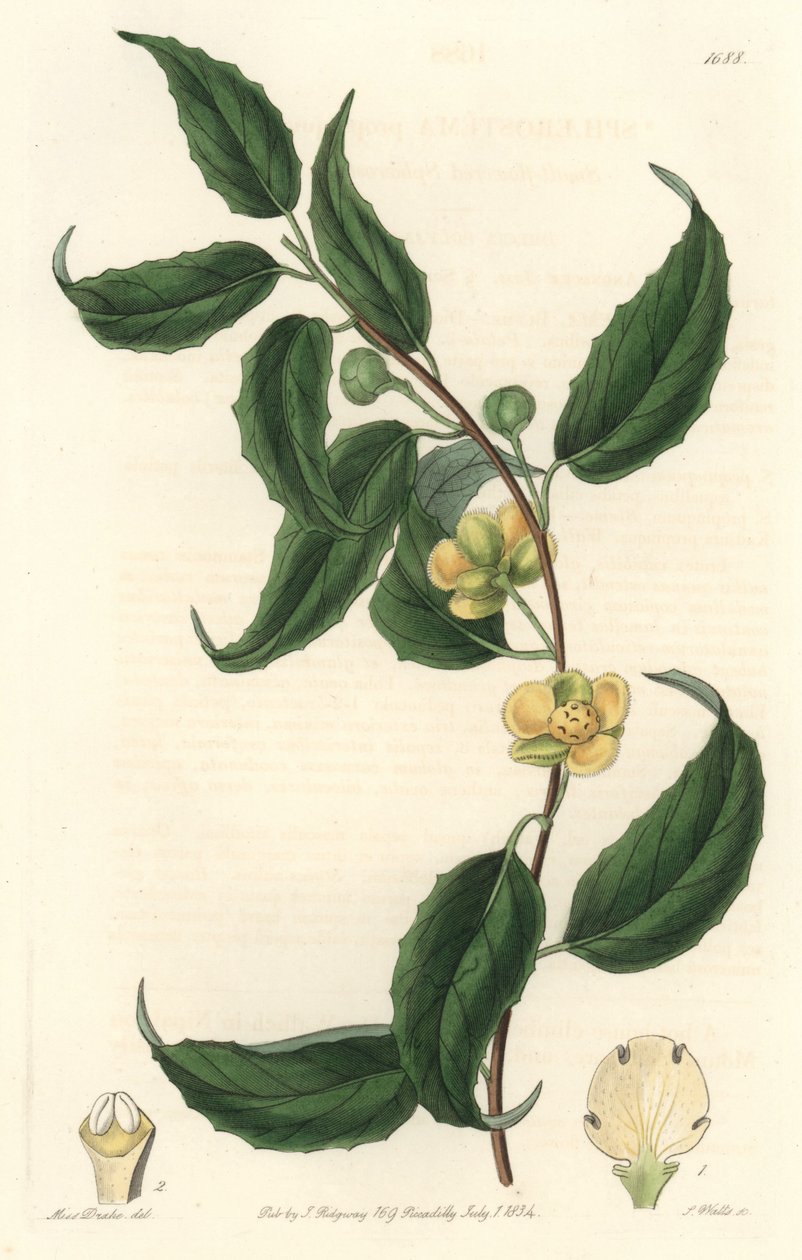 Schisandralla on keltaiset kukat, kotoisin Nepalista - S. Wattsin Water forte Sarah Anne Draken (1803-1857) kuvituksesta kasvitieteellisestä rekisteristä tekijältä Sydenham Teast Edwards