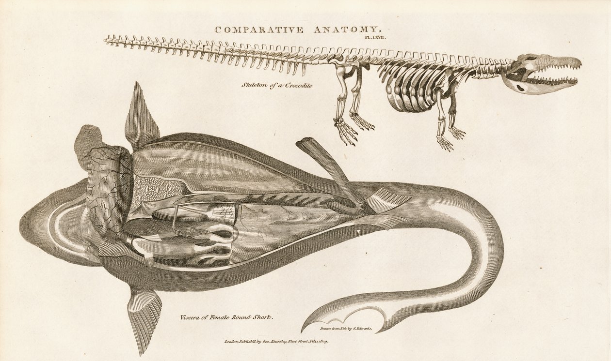 Hain anatomia ja krokotiilin luuranko tekijältä Sydenham Teast Edwards