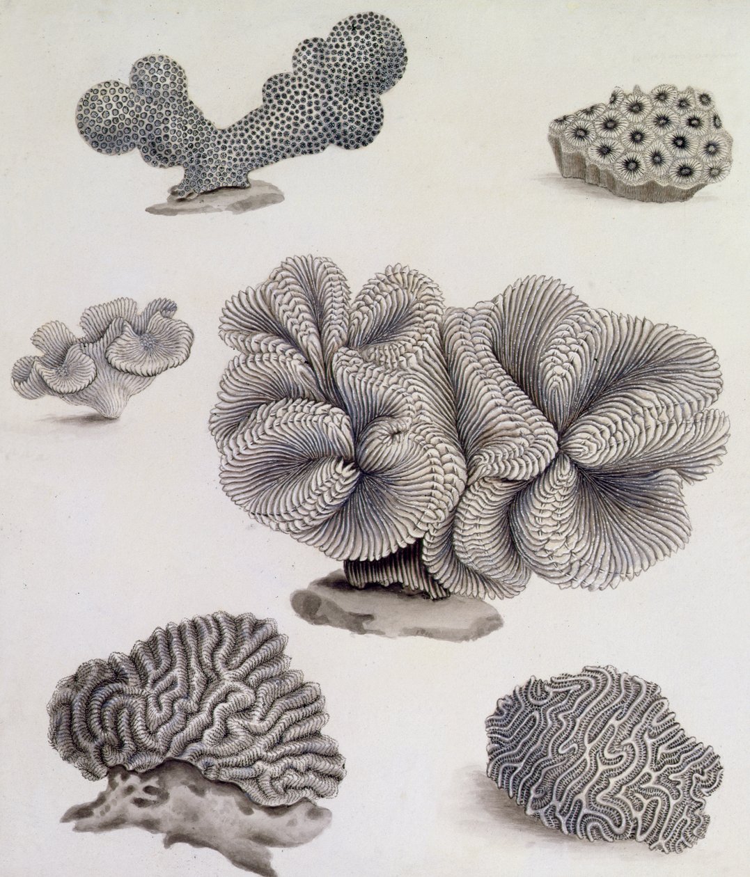 Shells and Marine Flora (lyijykynä, kynä, muste ja akvarelli) (katso myös 351985, 351986 ja 351987) tekijältä Sydenham Teast Edwards