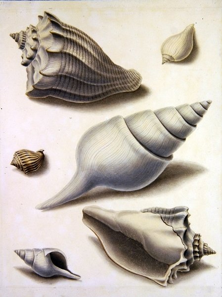 Shells and Marine Flora (lyijykynä, kynä, muste ja akvarelli paperille) (katso myös 351984, 351985 ja 351987) tekijältä Sydenham Teast Edwards