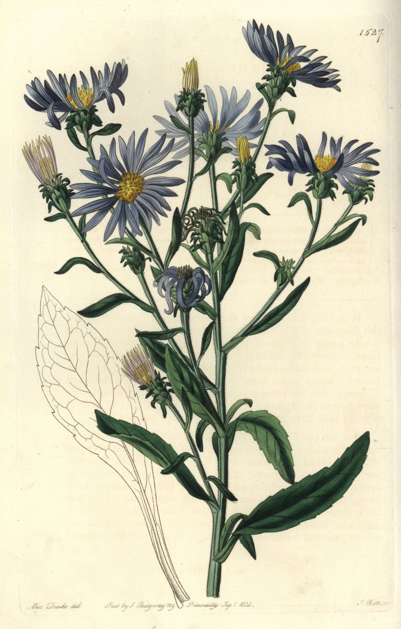 Näyttävä asteri, Aster spectabilis. S. Wattsin käsinvärinen kuparikaiverrus Miss Sarah Draken kuvituksen jälkeen Sydenham Edwardsin kasvitieteellisestä rekisteristä, Ridgeway, Lontoo tekijältä Sydenham Teast Edwards